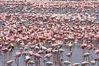 colonyof lesser flamingos